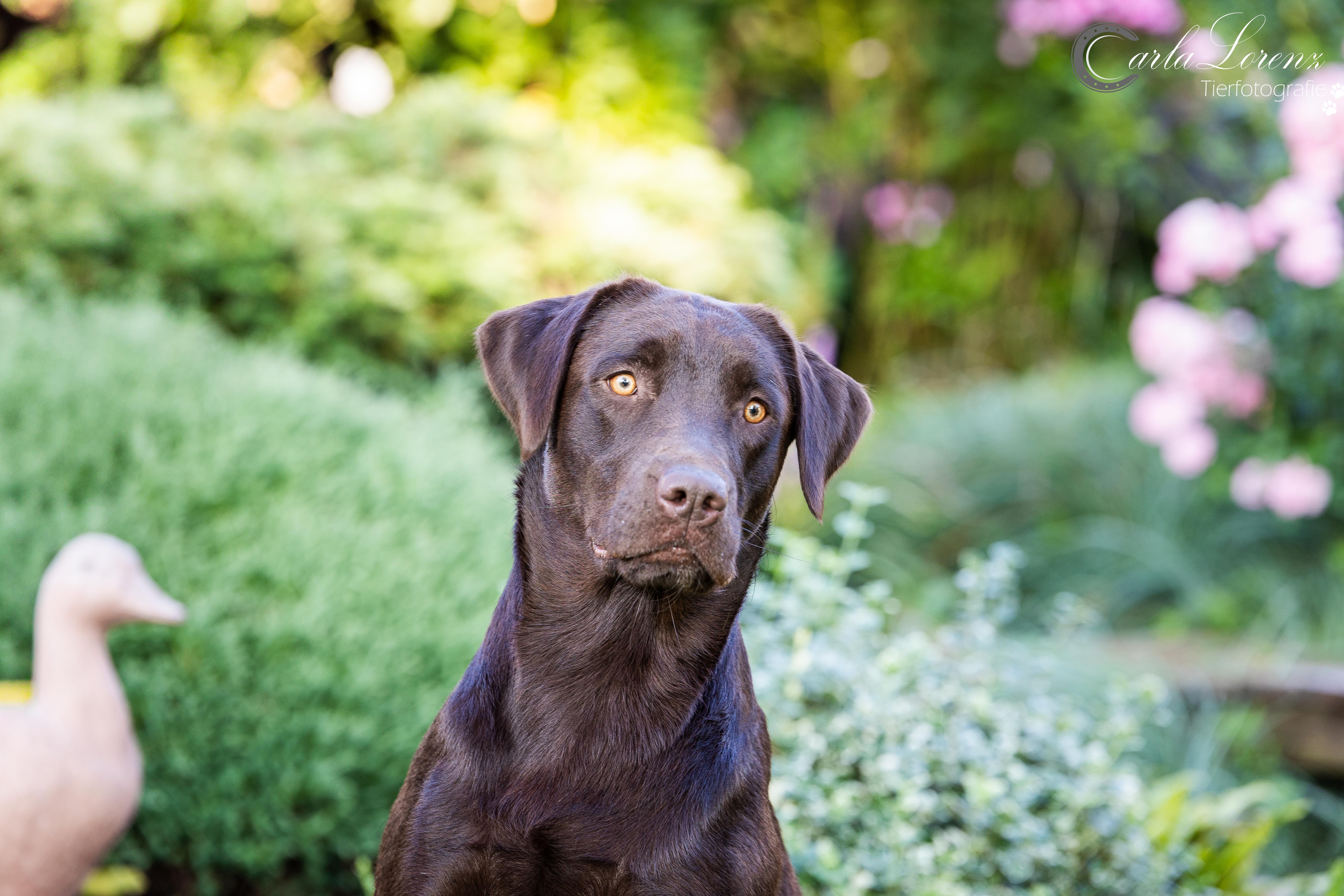 Flying Huntsman Brösel
