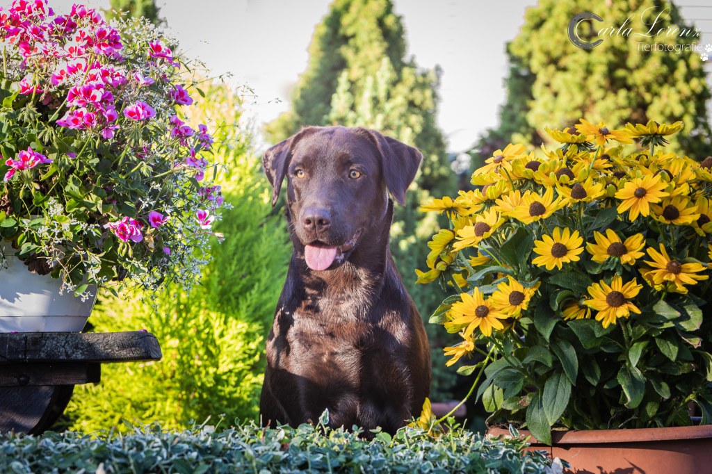 Flying Huntsman Brösel