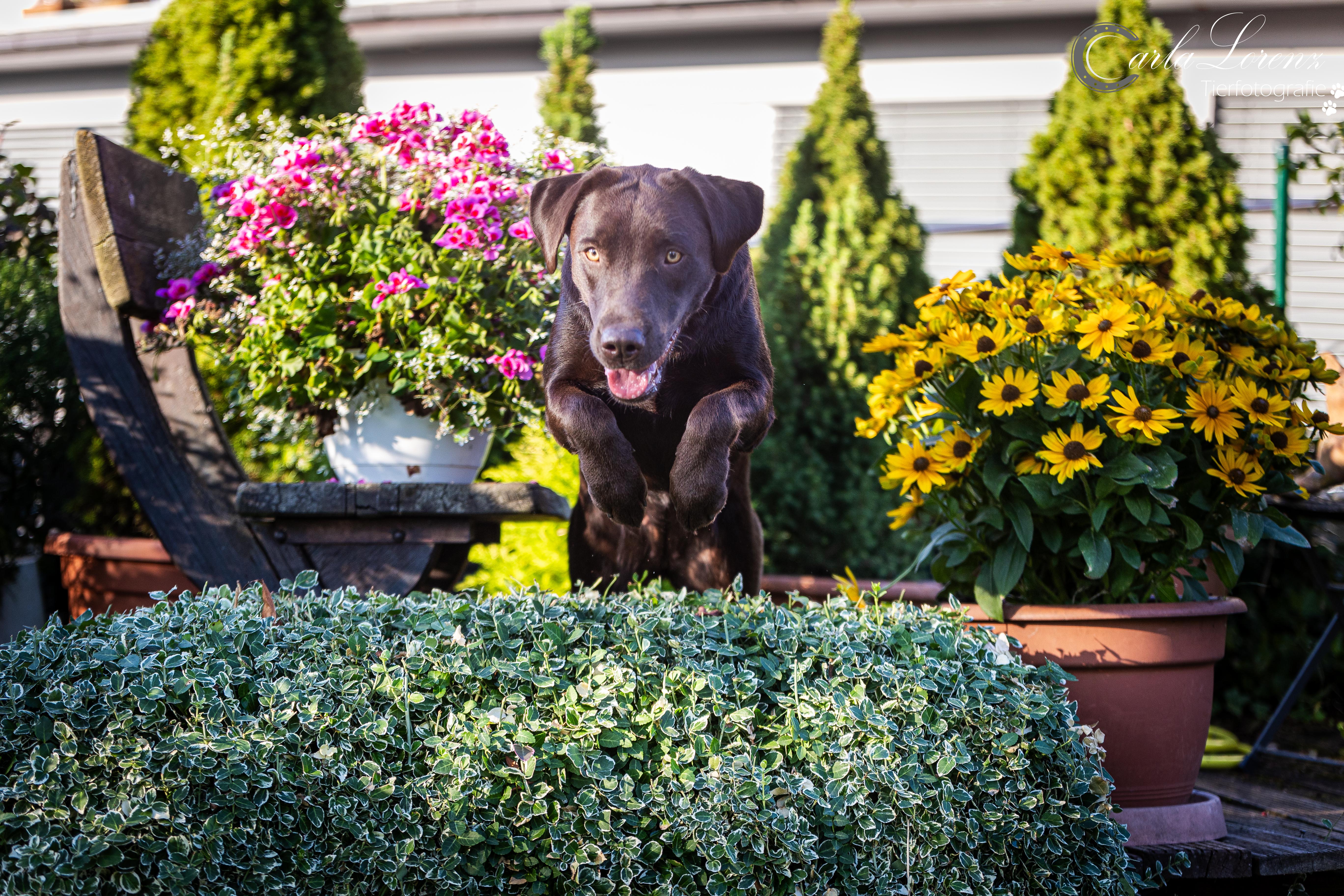 Flying Huntsman Brösel