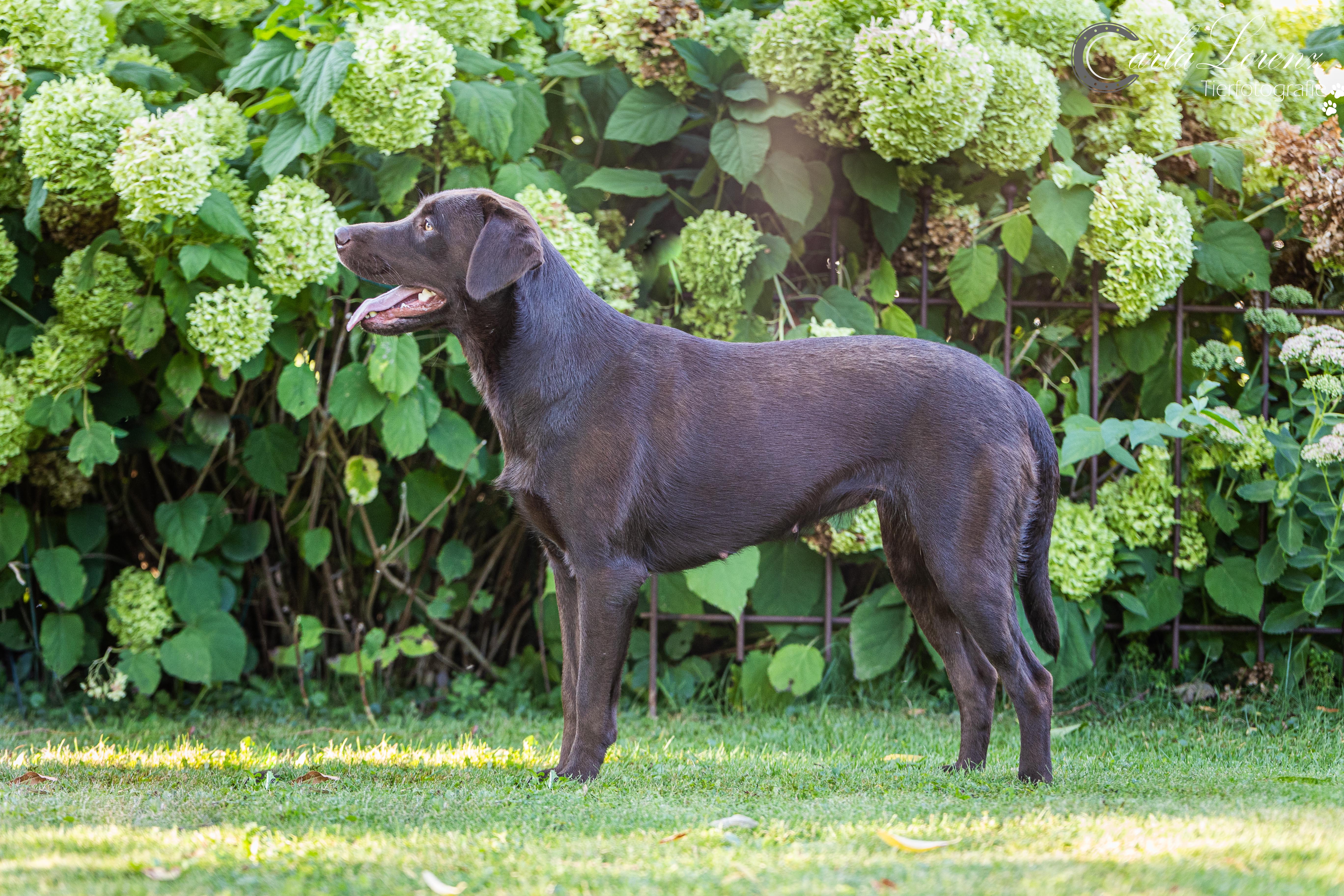 Flying Huntsman Brösel