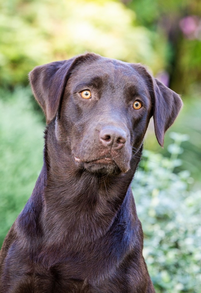 Flying Huntsman Brösel