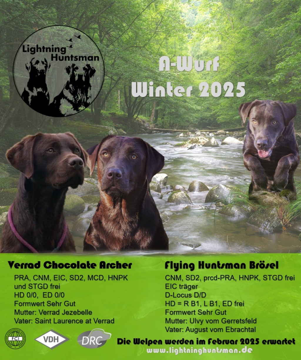 Der A-Wurf ist auf dem Weg – Brösel ist&nbsp;tragend