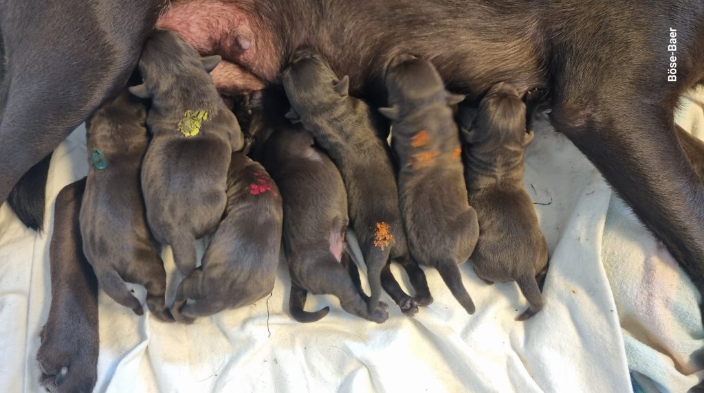 Unser A-Wurf mit wunderschönen braunen Welpen