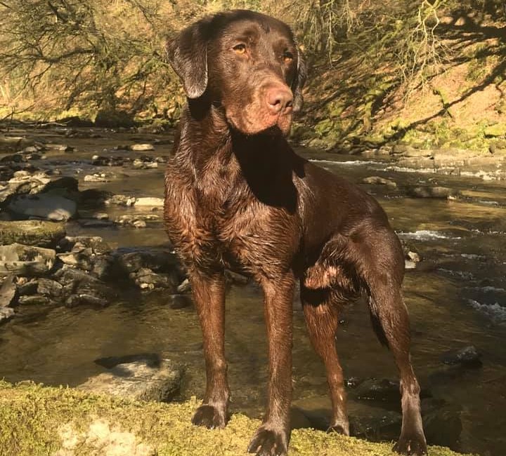 Theobroma Bourbon Espresso