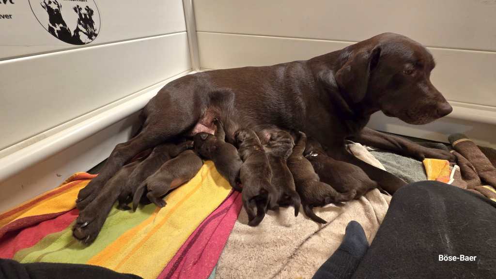 Lightning Huntsman B-Wurf / Brösel - Gus