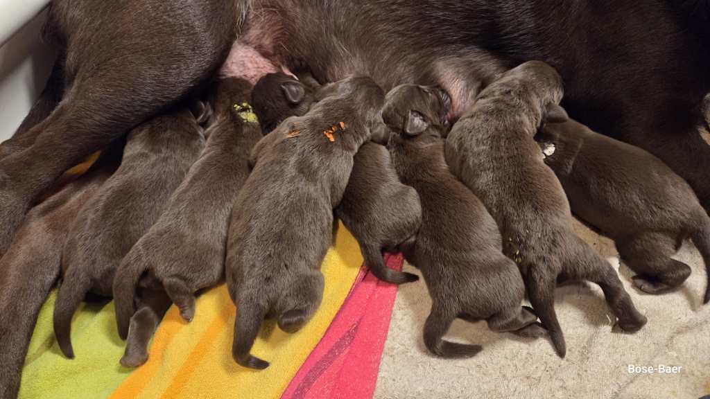 Lightning Huntsman B-Wurf / Brösel - Gus